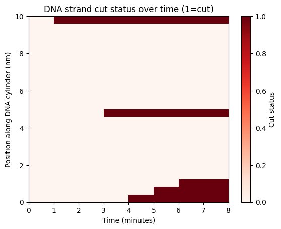 DNA strand cut status heatmap over time