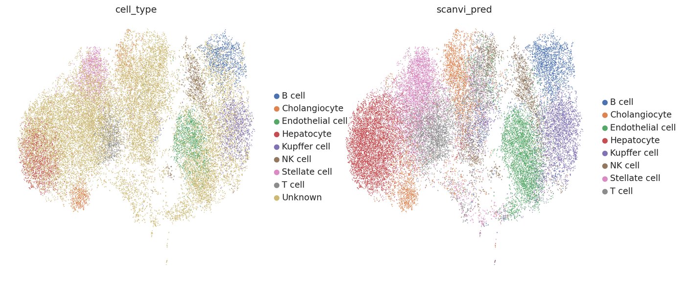 scANVI-assisted cell type annotation for liver single-cell data